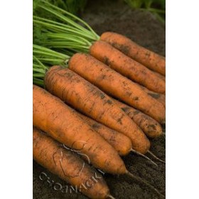 MARCHEW BELGRADO F1 (2,0-2,2) 100 TYS