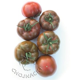 POMIDOR BIG SACHER F1 CZEKOLADOWY 50 NAS