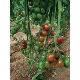 POMIDOR CHOCOLINE F1 50 NAS