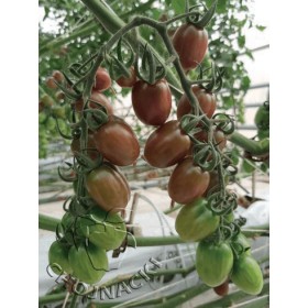 POMIDOR PURPURINA 50 N