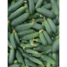 OGÓREK PARTENOKARPICZNY HERCULES F1 500 NASION