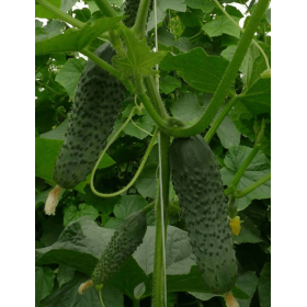 OGÓREK PARTENOKARPICZNY HERCULES F1 500 NASION