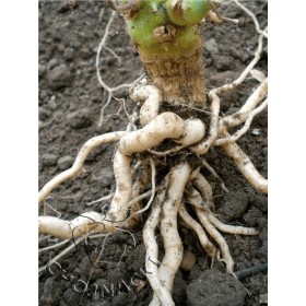 PODKŁADKA OGÓRKA STRONGMAN 250 NAS