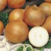 CEBULA RIJNSBURGER 5 125 TYS ST ALSEED