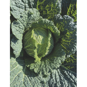 KAPUSTA WŁOSKA CRESPOSA F1 PRECYZJA 2,5 TYS NASION