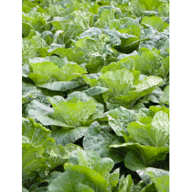 KAPUSTA PEKIŃSKA JANKO PRECYZJA 2,5 TYS NASION