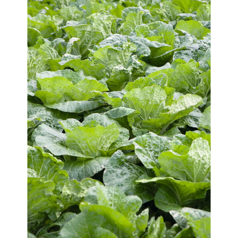 KAPUSTA PEKIŃSKA JANKO PRECYZJA 2,5 TYS PREC. ST