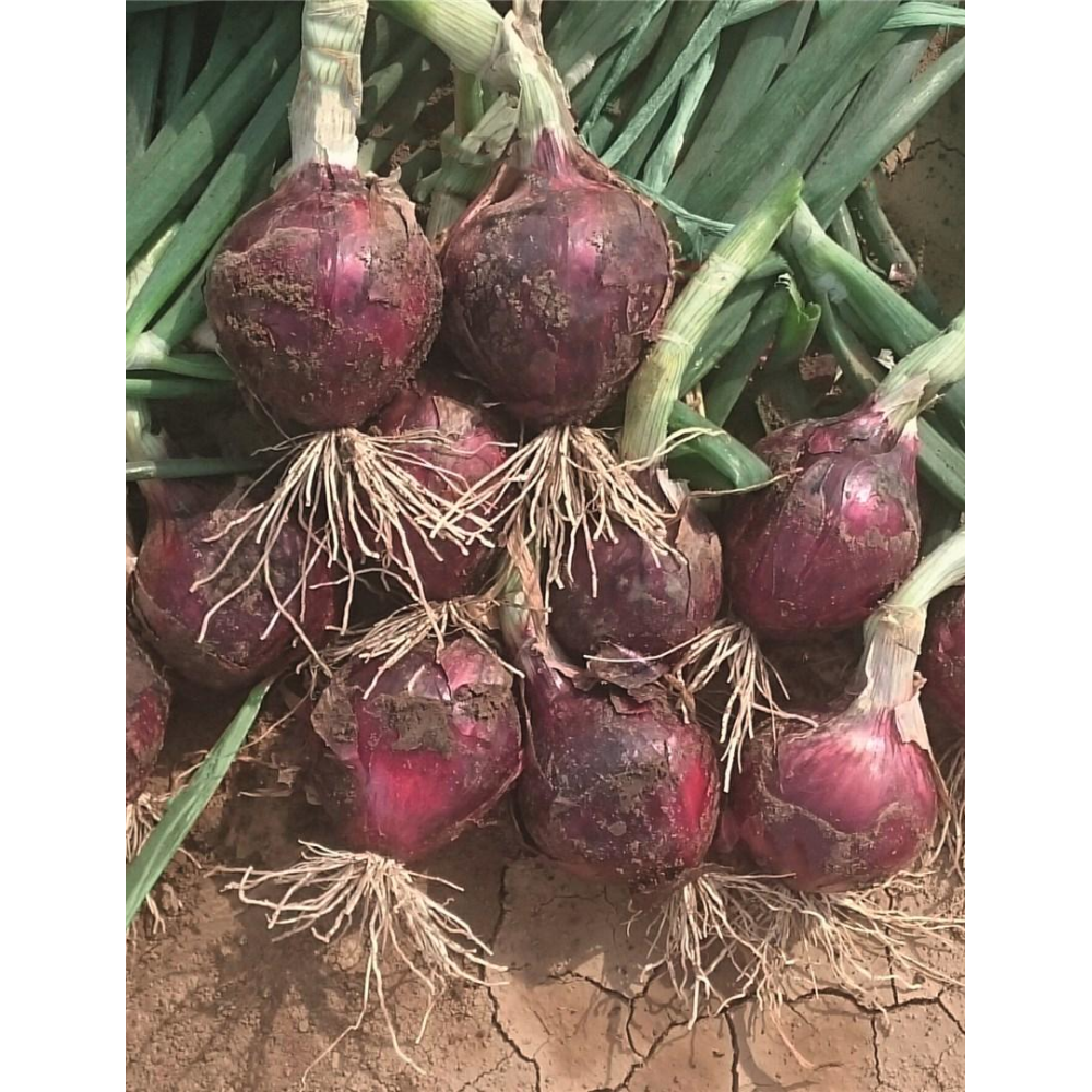 CEBULA OZIMA RED SPRING PREC 250 TYS. NASION