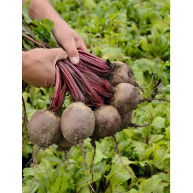 BURAK RHIZU F1 PREC. 50 TYS. NASION