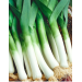 POR GIGANTE DE BULGARIA 500G STANDARD