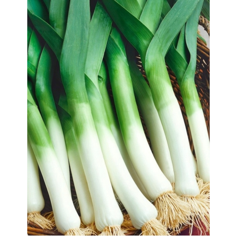 POR GIGANTE DE BULGARIA 50G STANDARD