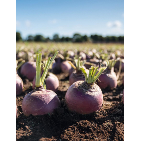 BRUKIEW HELENOR PREC. 10 TYS. NASION