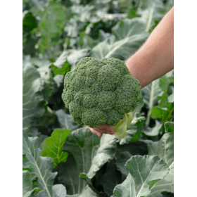 BROKUŁ SALINAS F1 PREC. 2,5 TYS. NASION