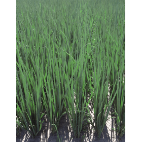 CEBULA SIEDMIOLATKA PYTHON F1 PREC. 250 TYS. NASION