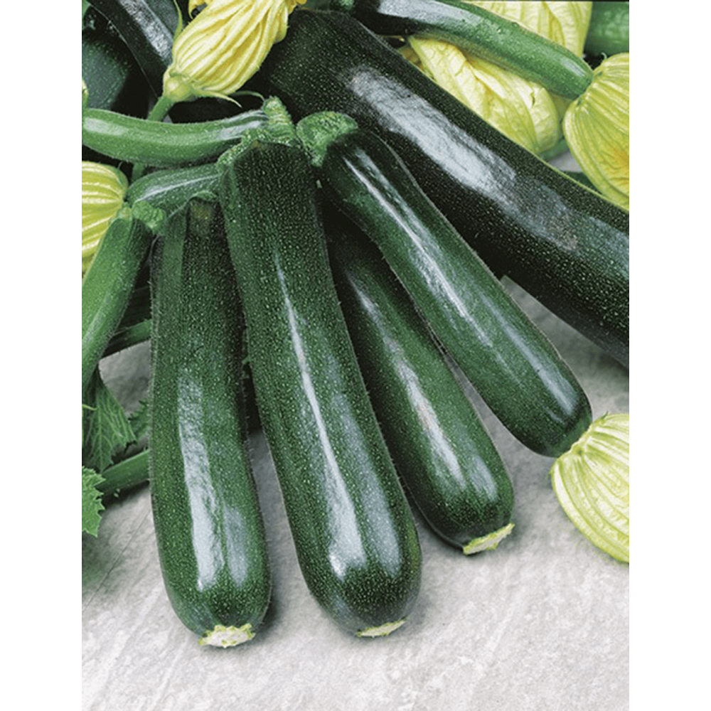 DYNIA ZWYCZAJNA CUKINIA BLACK BEAUTY 100G NASION