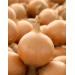CEBULA YELLOW SWEET SPANISH 250 TYS. NASION