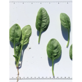 SZPINAK EL KUDURO 1 MLN NAS