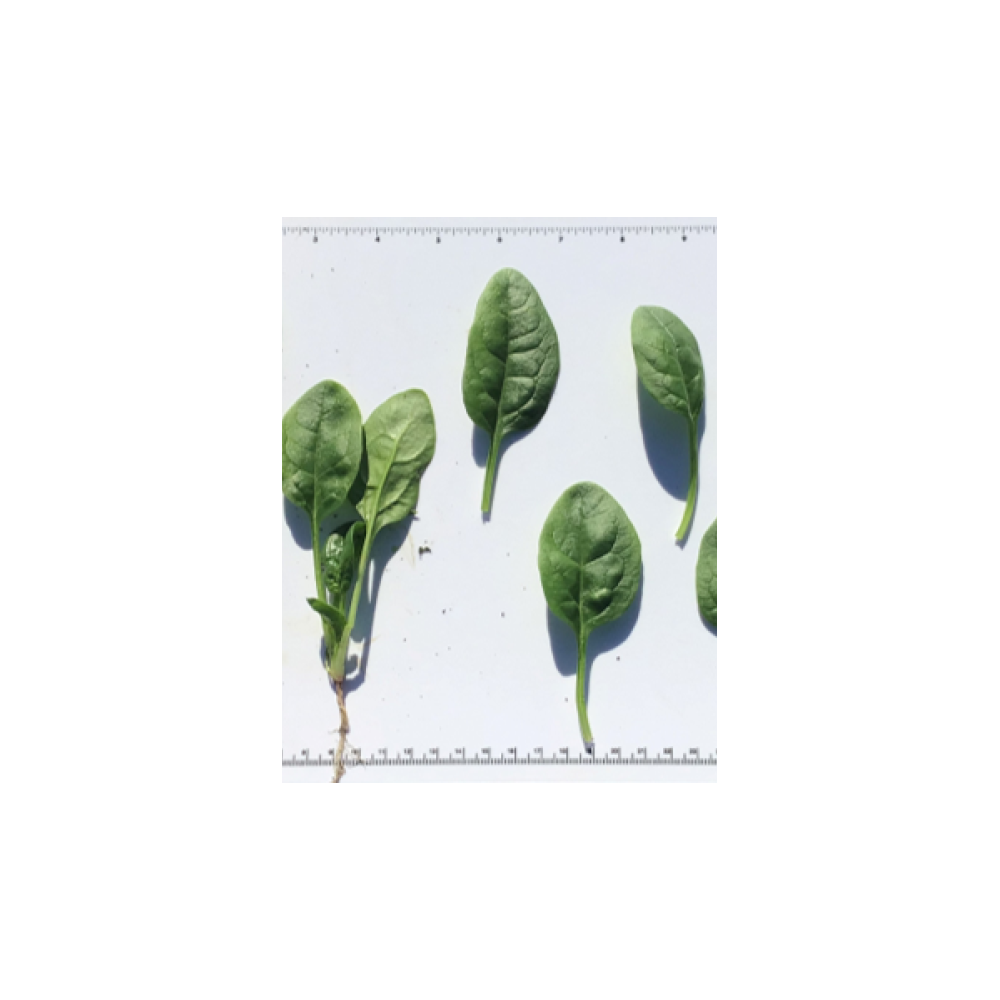 SZPINAK EL KUDURO 1 MLN NAS