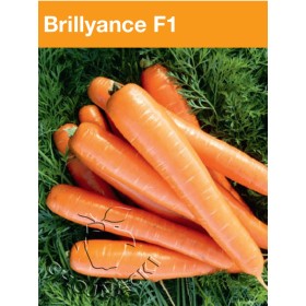MARCHEW BRILLYANCE 1,40-1,60 100 TYS