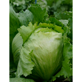 SAŁATA LODOWA LICN21-1222 5 TYS NAS