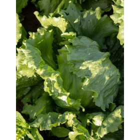 SAŁATA LODOWA ICE METAL F1 5 TYS OTOCZOWANE ST