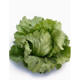 SAŁATA LODOWA ICE CIRCLE II F1 5 TYS OTOCZOWANE ST