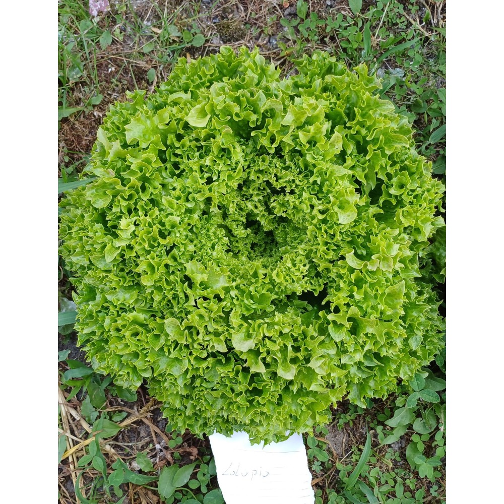 SAŁATA LIŚCIOWA LOLLOPIO OTOCZKA 5 TYS ST