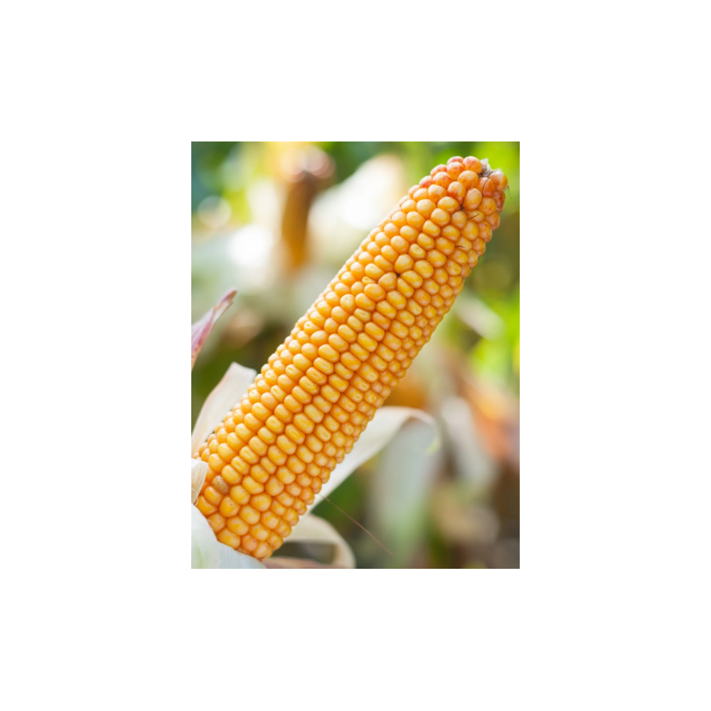 KUKURYDZA RGT CHERFULL 50TYS FAO 240
