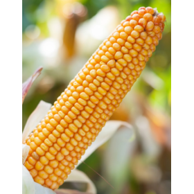 KUKURYDZA DKC 3402 (DEKALB) FAO 240 50 TYŚ