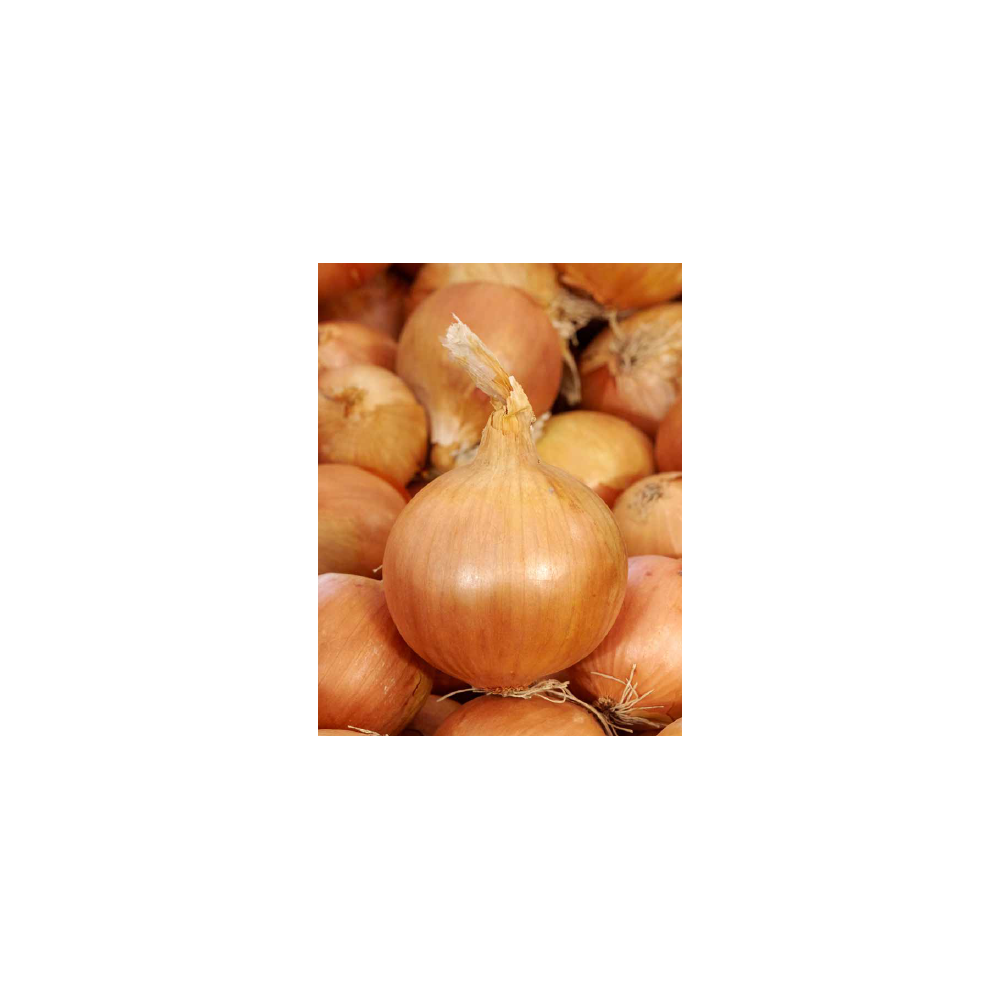 CEBULA REVELATION 250 TYS ST