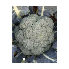 BROKUŁ SAMBUCO 2,5 TYS NAS ST