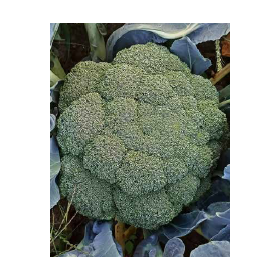 BROKUŁ MACDUI 2,5 TYS ST