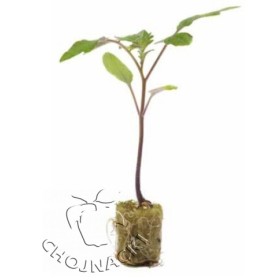 PODKŁADKA POMIDORA DR0141TX 1 TYS. NAS