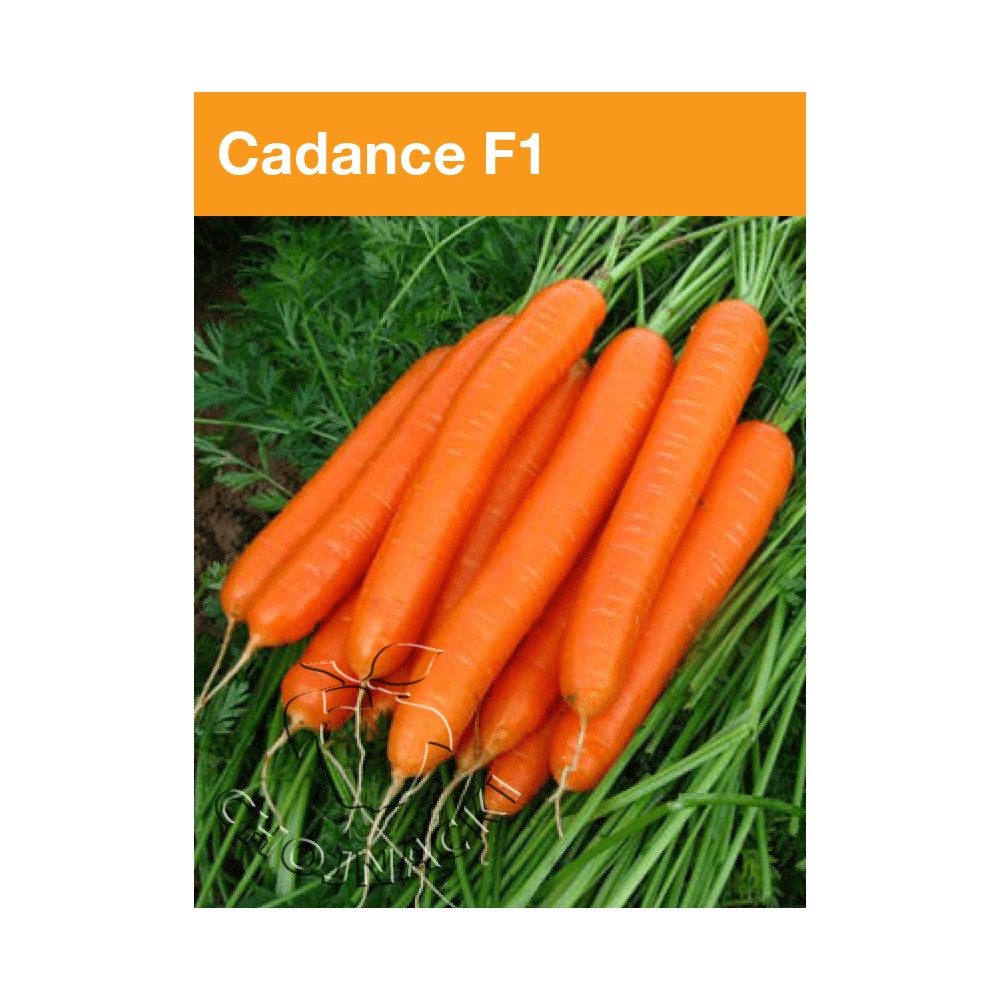MARCHEW CADANCE 1,60-1,80 100 TYS PODKIEŁKOWANE