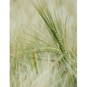 JĘCZMIEŃ JARY LASER