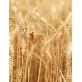 PSZENICA JARA KLAUDYNA C1