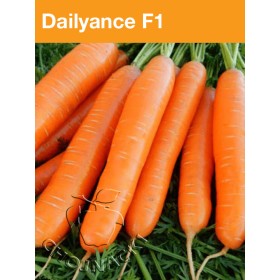 MARCHEW DAILYANCE F1 2,0-2,2 100 TYS