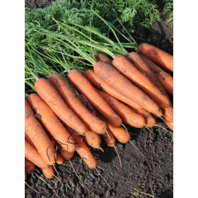 MARCHEW DAILYANCE F1 1,8-2,0 100 TYS