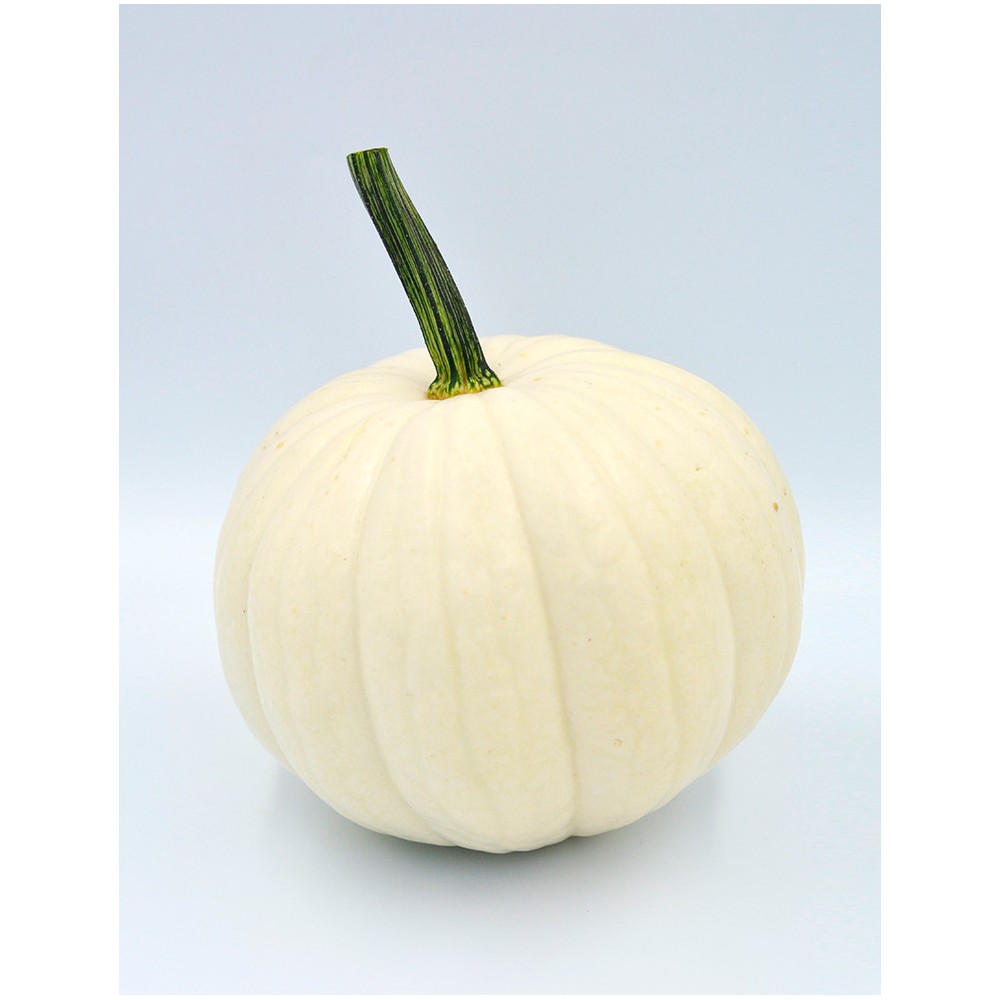 DYNIA HALLOWEEN BIAŁA BLANCO F1 PMT 250N ST