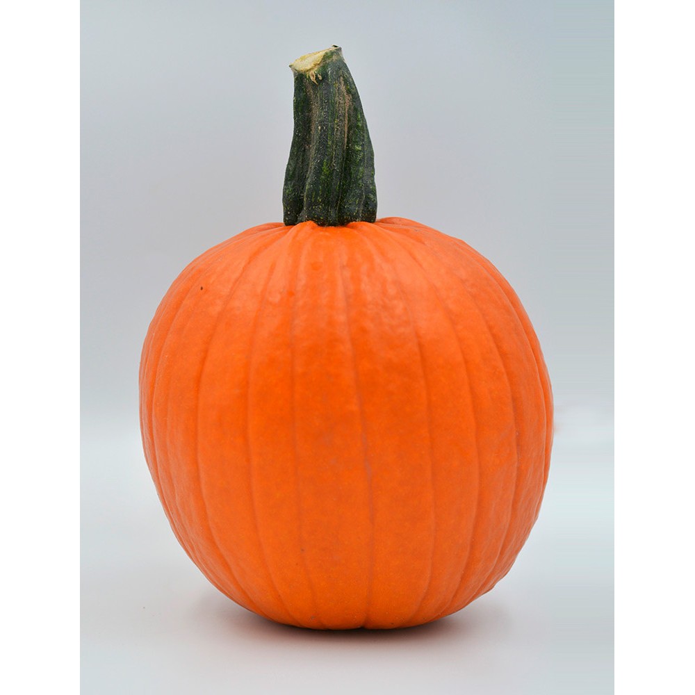 DYNIA HALLOWEEN FORT KNOX F1 PMT 1000N ST