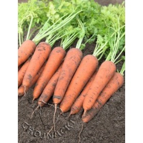 MARCHEW FARAH F1 100 TYS (1,6-1,8) PRECYZYJNE