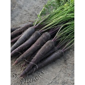 MARCHEW FIOLETOWA DEEP PURPLE F1 100 TYS PRECYZYJNE