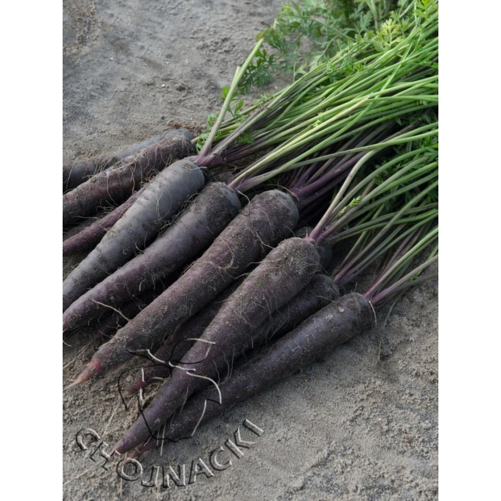 MARCHEW FIOLETOWA DEEP PURPLE F1 100 TYS PRECYZYJNE