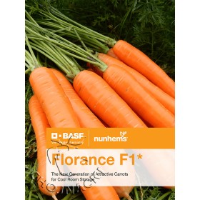 MARCHEW FLORANCE F1 1,4-1,6 100 TYS
