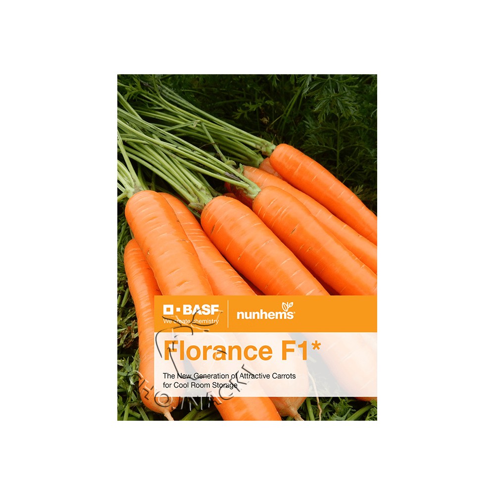 MARCHEW FLORANCE F1 2,0-2,2 100 TYS