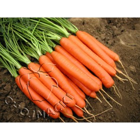 MARCHEW FLORANCE F1 2,0-2,2 100 TYS