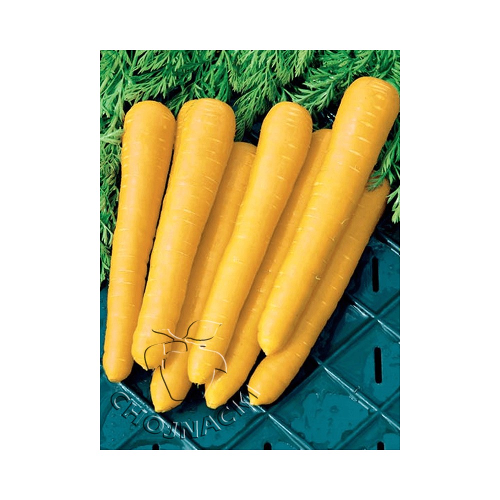MARCHEW GOLD NUGGET F1 100 TYS PRECYZYJNE ST