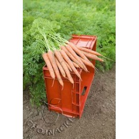 MARCHEW IBIZA F1 (1,8-2,0) 100 TYS