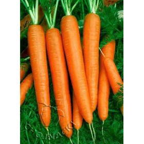 MARCHEW JOBA 100 TYS PRECYZYJNE