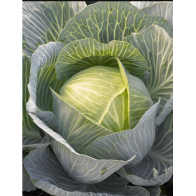 KAPUSTA ADELCO 2,5TYS STD